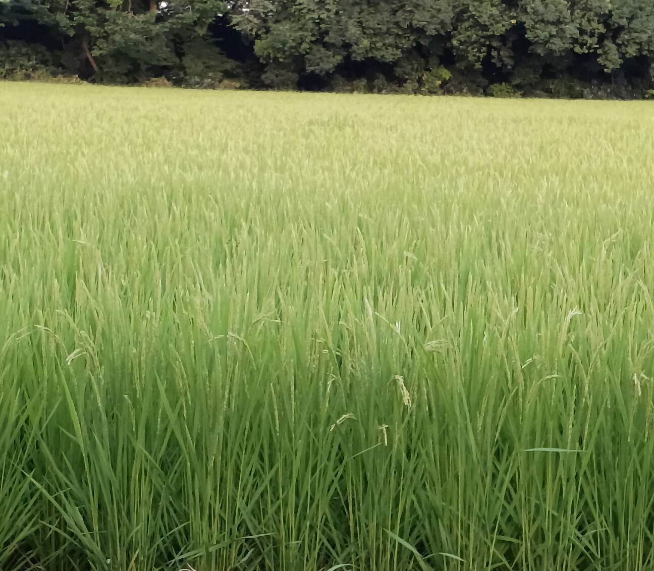 f:id:hanasakaoba:20260804231840j:image f:id:hanasakaoba:20260804231840j:image