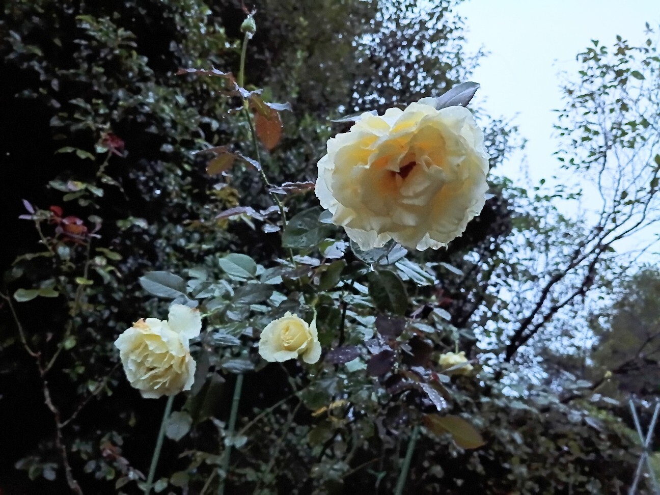 f:id:hanasakaoba:20260916232430j:image