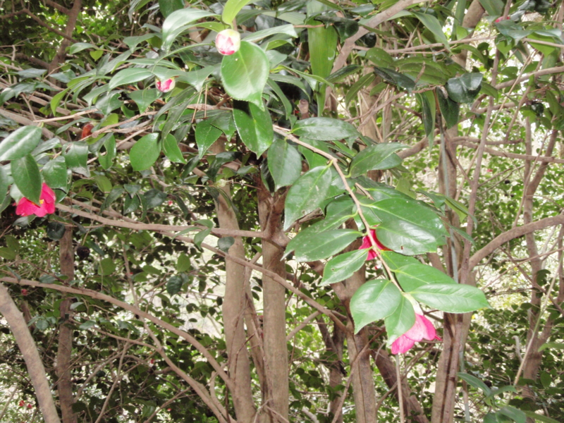 f:id:hanasanpo:20100403122403j:image