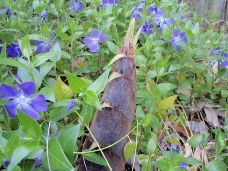 f:id:hanasanpo:20100414180733j:image