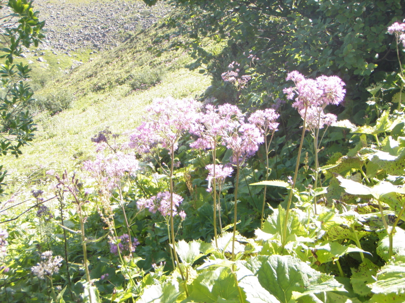f:id:hanasanpo:20120809163730j:image f:id:hanasanpo:20120809163730j:image