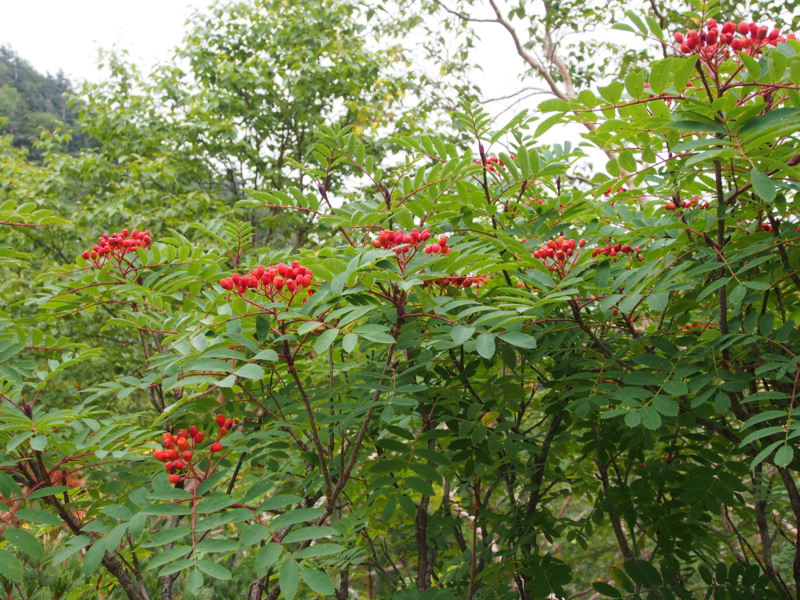 f:id:hanasanpo:20120908131606j:image f:id:hanasanpo:20120908131606j:image