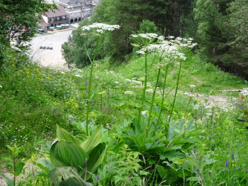 f:id:hanasanpo:20150714000619j:image f:id:hanasanpo:20150714000619j:image