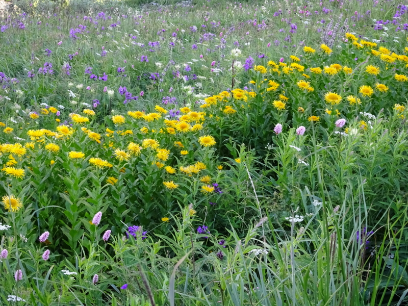 f:id:hanasanpo:20150719230656j:image f:id:hanasanpo:20150719230656j:image