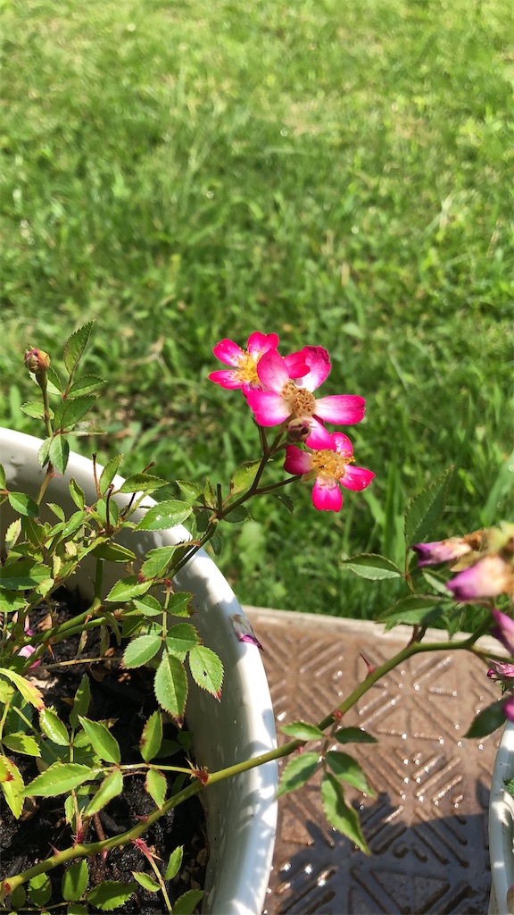 ミニバラ 一重咲き 庭と押し花とハンドメイド