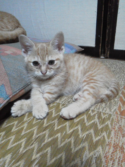 f:id:hanatanchobitan:20191231222243j:plain