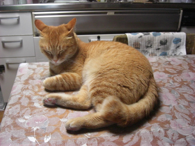 f:id:hanatanchobitan:20200504194608j:plain