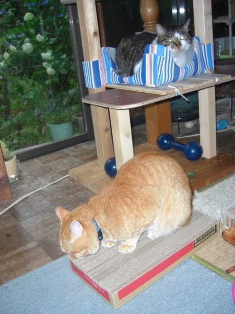 f:id:hanatanchobitan:20200611195702j:plain