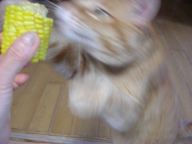 f:id:hanatanchobitan:20200624215442j:plain