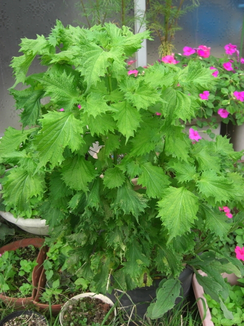 f:id:hanatanchobitan:20200721194605j:plain f:id:hanatanchobitan:20200721194605j:plain