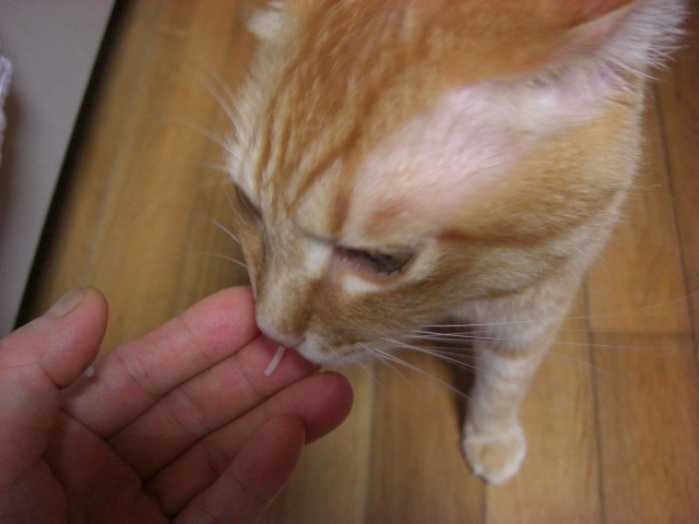 f:id:hanatanchobitan:20200805160524j:plain