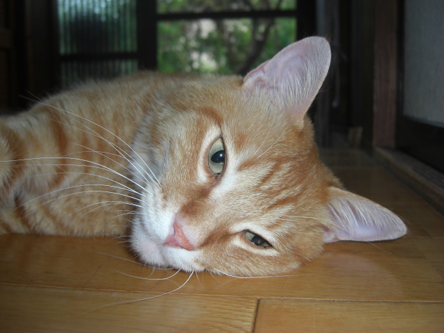 f:id:hanatanchobitan:20200818213622j:plain