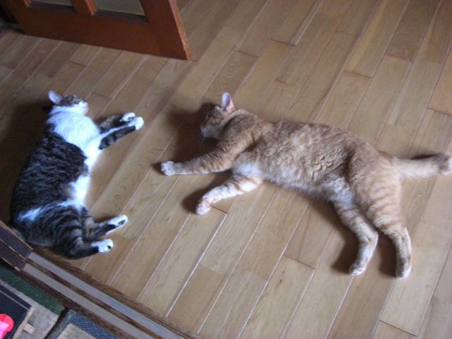 f:id:hanatanchobitan:20200826220222j:plain