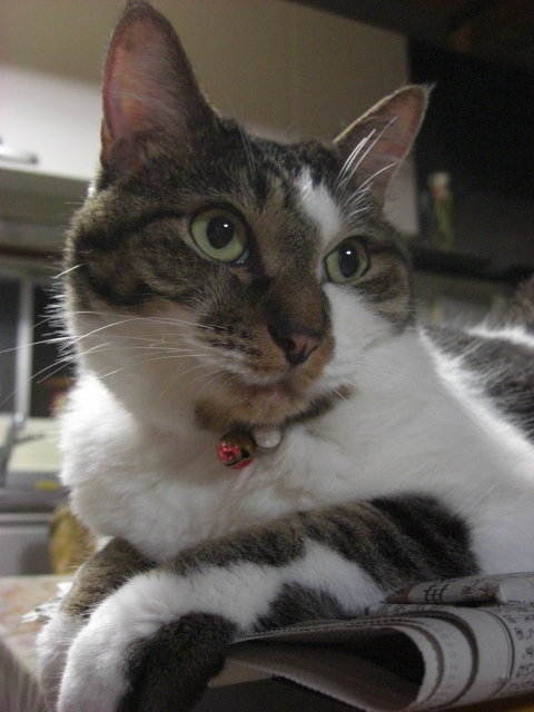 f:id:hanatanchobitan:20200902214245j:plain