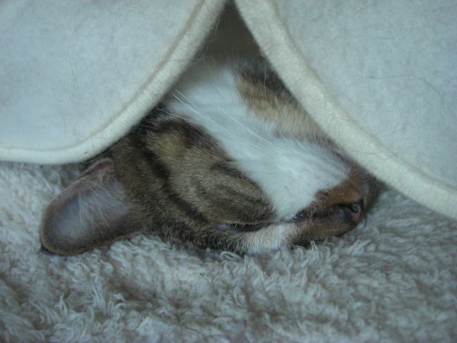 f:id:hanatanchobitan:20200909201008j:plain