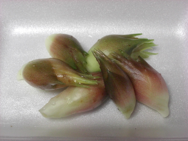 f:id:hanatanchobitan:20200910212554j:plain f:id:hanatanchobitan:20200910212554j:plain