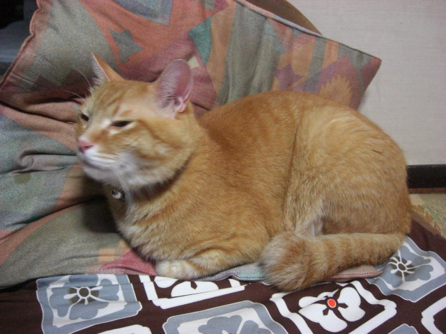 f:id:hanatanchobitan:20200910212649j:plain f:id:hanatanchobitan:20200910212649j:plain