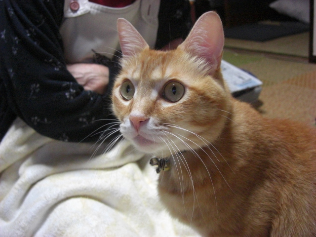 f:id:hanatanchobitan:20201010210315j:plain