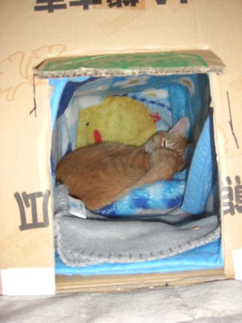 f:id:hanatanchobitan:20201029215214j:plain f:id:hanatanchobitan:20201029215214j:plain