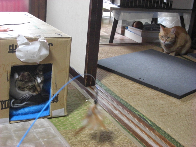 f:id:hanatanchobitan:20201107213659j:plain