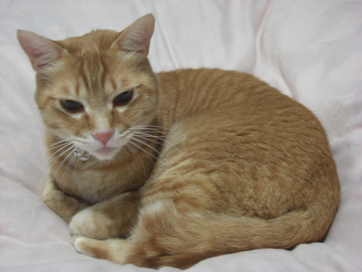 f:id:hanatanchobitan:20201204215236j:plain