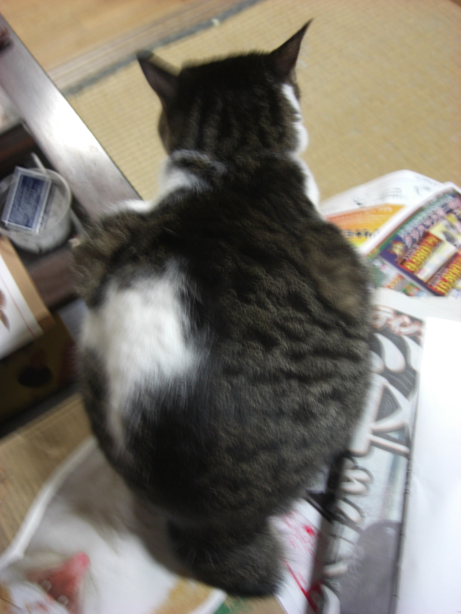 f:id:hanatanchobitan:20201209211032j:plain