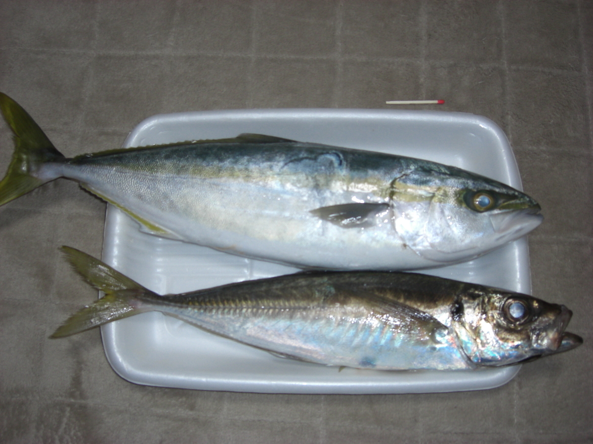 f:id:hanatanchobitan:20201227221032j:plain