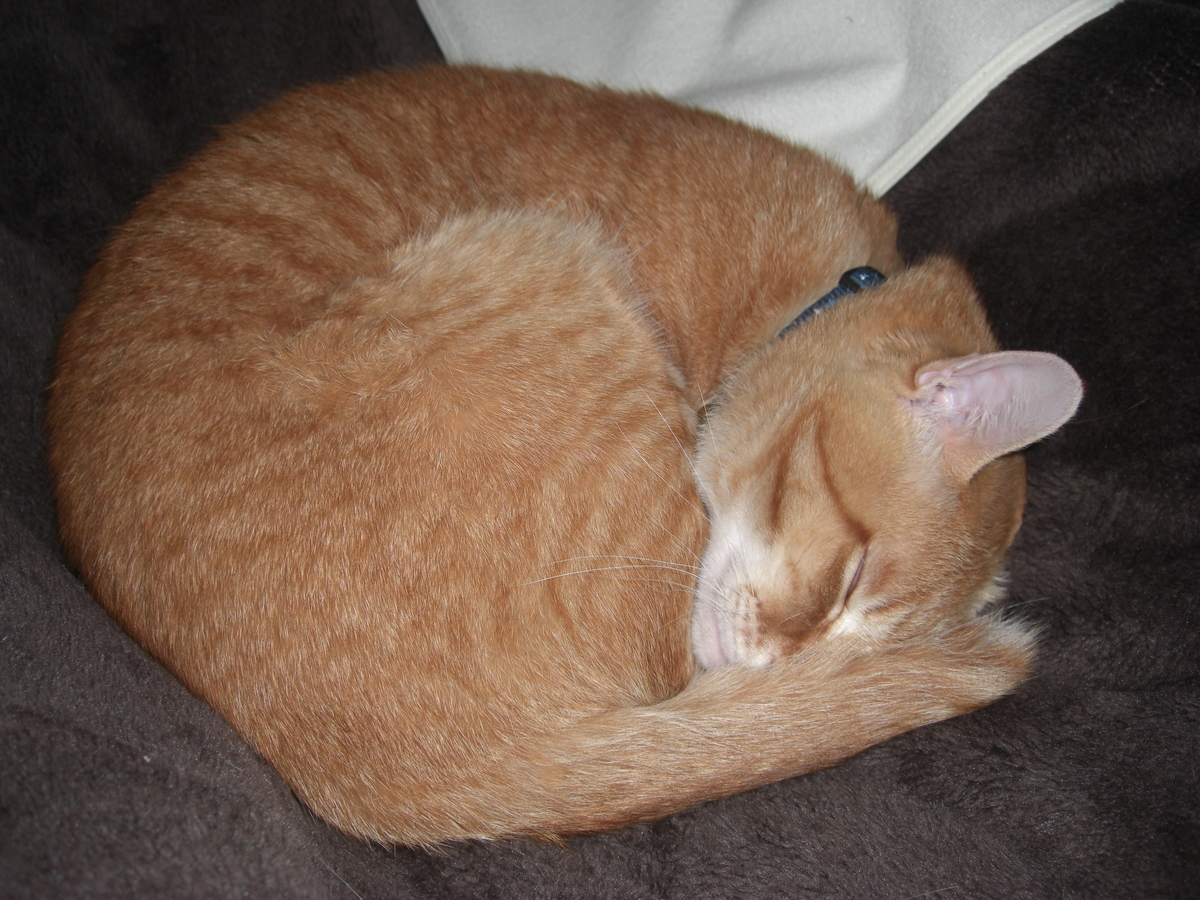 f:id:hanatanchobitan:20201227221056j:plain