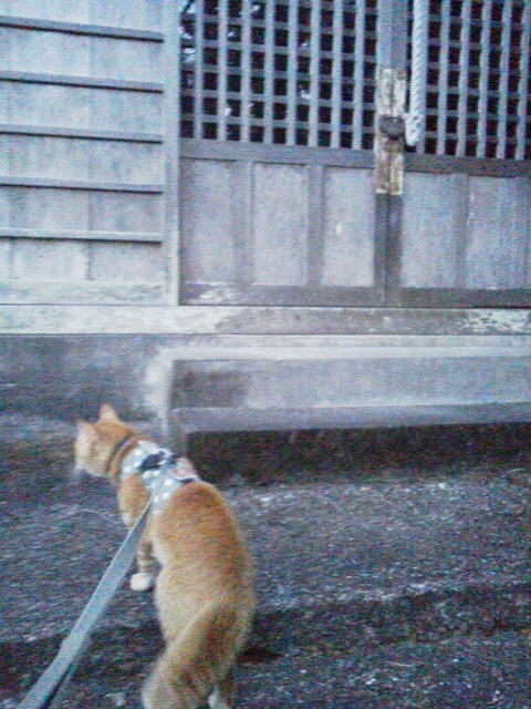 f:id:hanatanchobitan:20210121152356j:plain