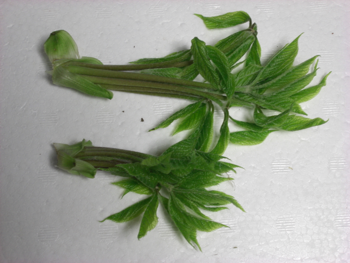 f:id:hanatanchobitan:20210504214330j:plain