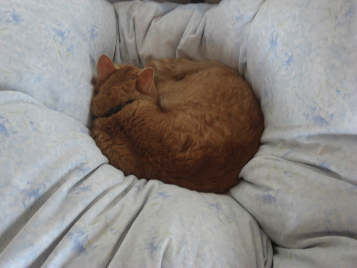 f:id:hanatanchobitan:20210504214447j:plain