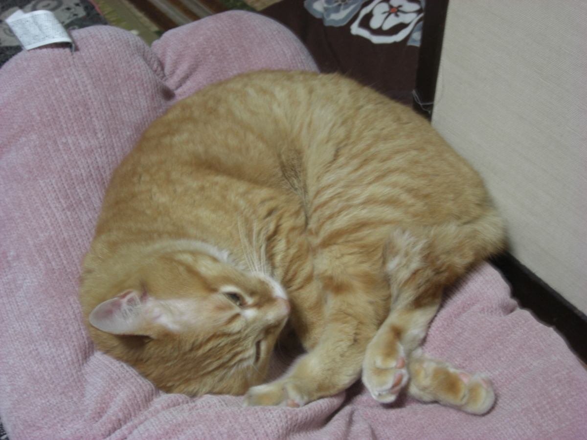 f:id:hanatanchobitan:20210521212233j:plain