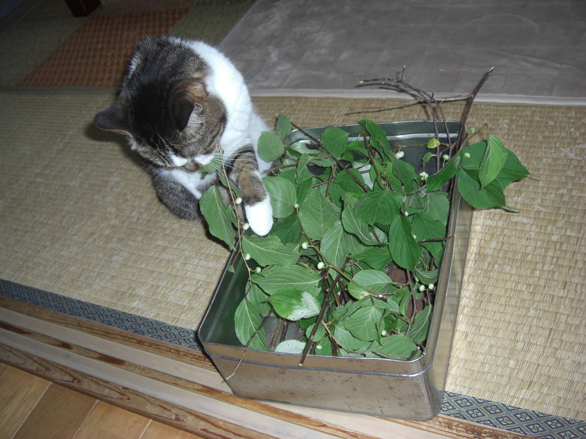 f:id:hanatanchobitan:20210601222449j:plain