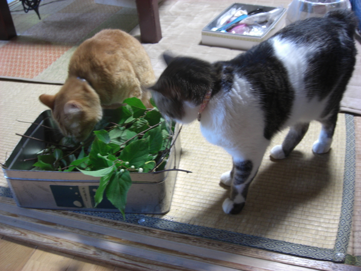 f:id:hanatanchobitan:20210601222540j:plain