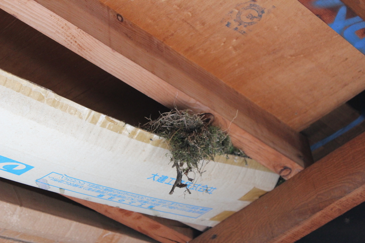 f:id:hanatanchobitan:20210605201613j:plain