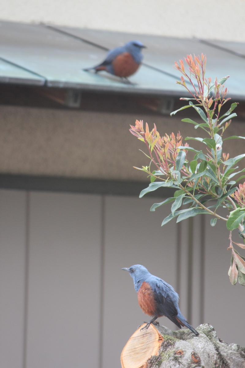 f:id:hanatanchobitan:20210605201656j:plain