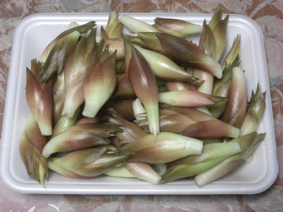 f:id:hanatanchobitan:20210719213045j:plain