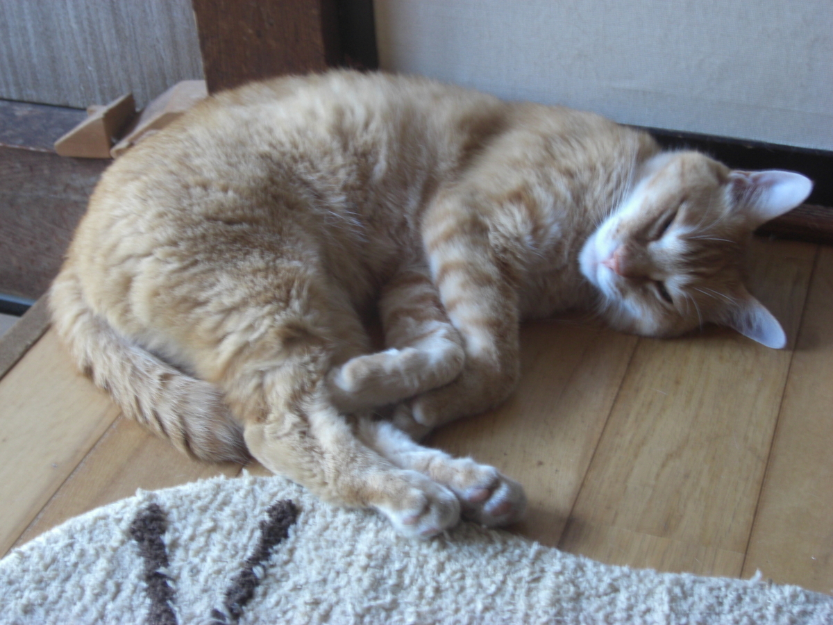 f:id:hanatanchobitan:20210721162355j:plain