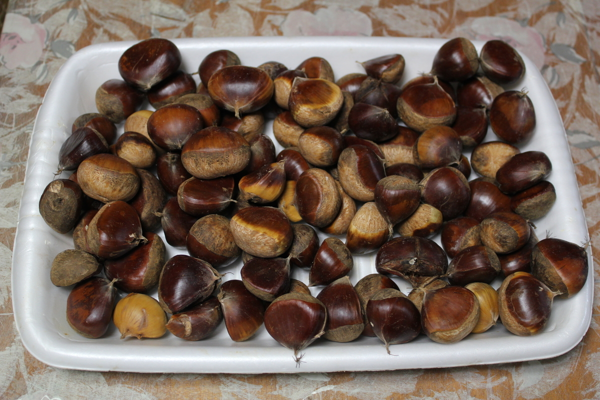 f:id:hanatanchobitan:20210914143851j:plain