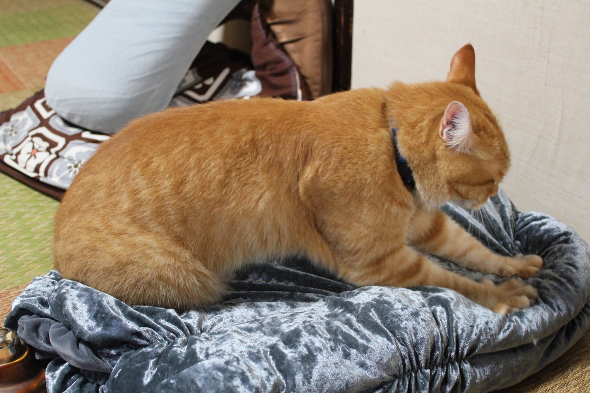 f:id:hanatanchobitan:20210914144008j:plain