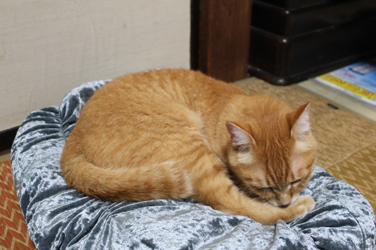 f:id:hanatanchobitan:20210914144101j:plain