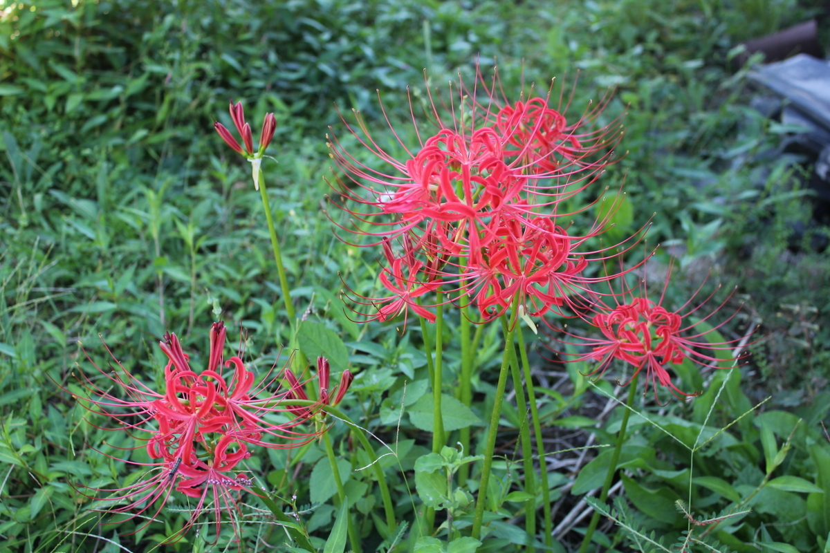 f:id:hanatanchobitan:20210920191103j:plain