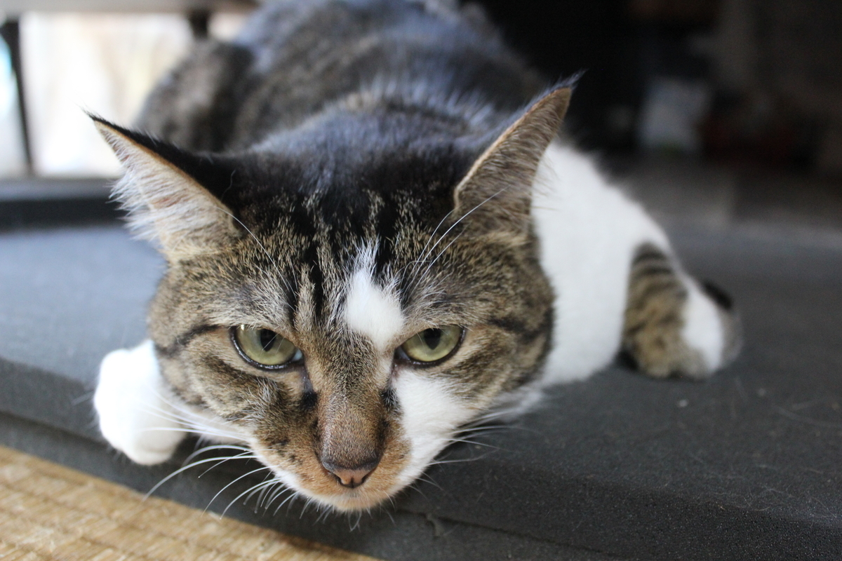 f:id:hanatanchobitan:20210920191215j:plain