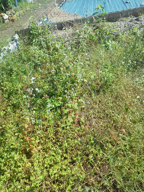 f:id:hanatanchobitan:20211101222550j:plain