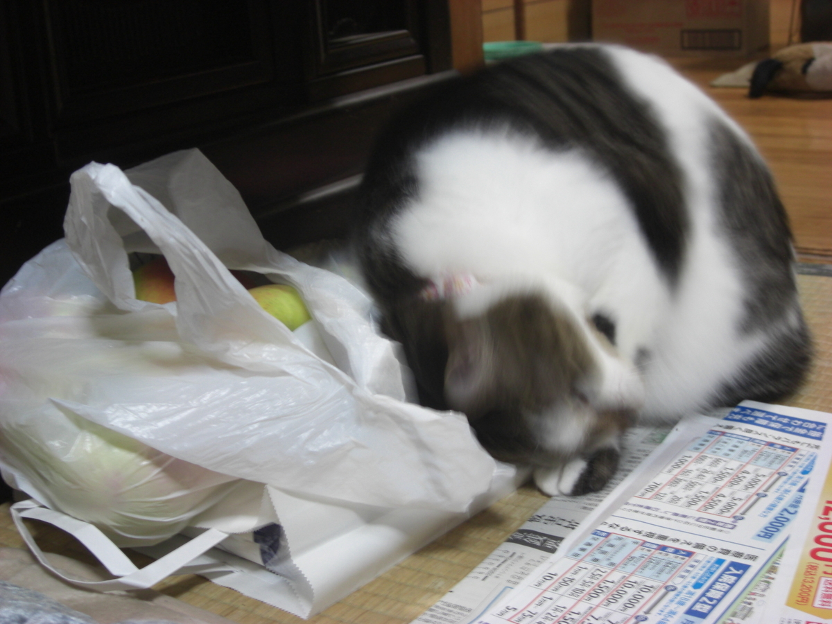 f:id:hanatanchobitan:20211117204903j:plain