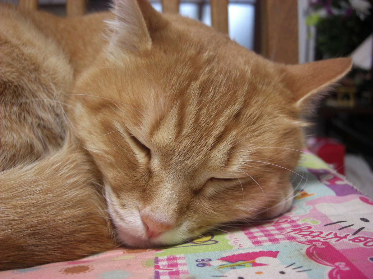 f:id:hanatanchobitan:20211119221840j:plain