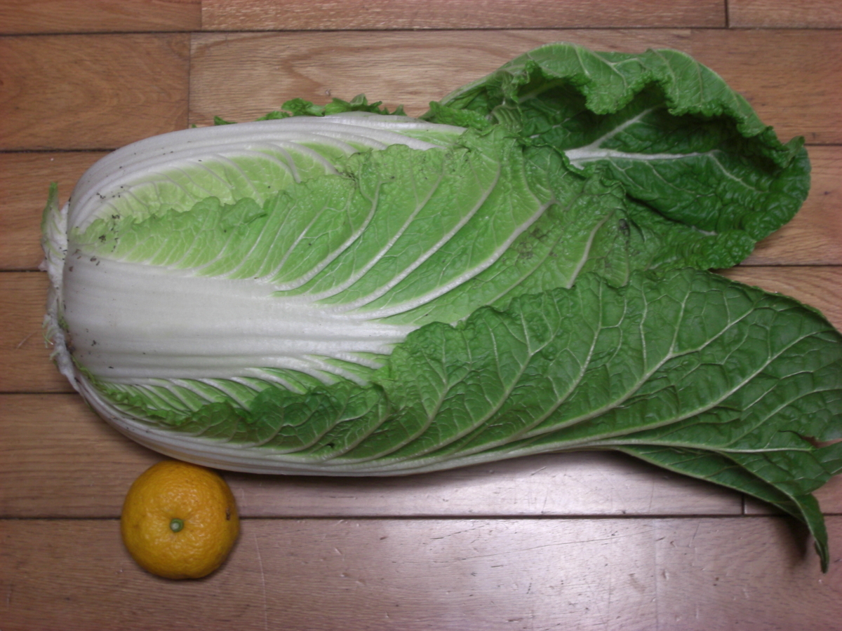 f:id:hanatanchobitan:20211227215202j:plain