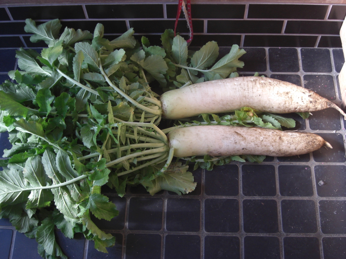 f:id:hanatanchobitan:20211227215247j:plain