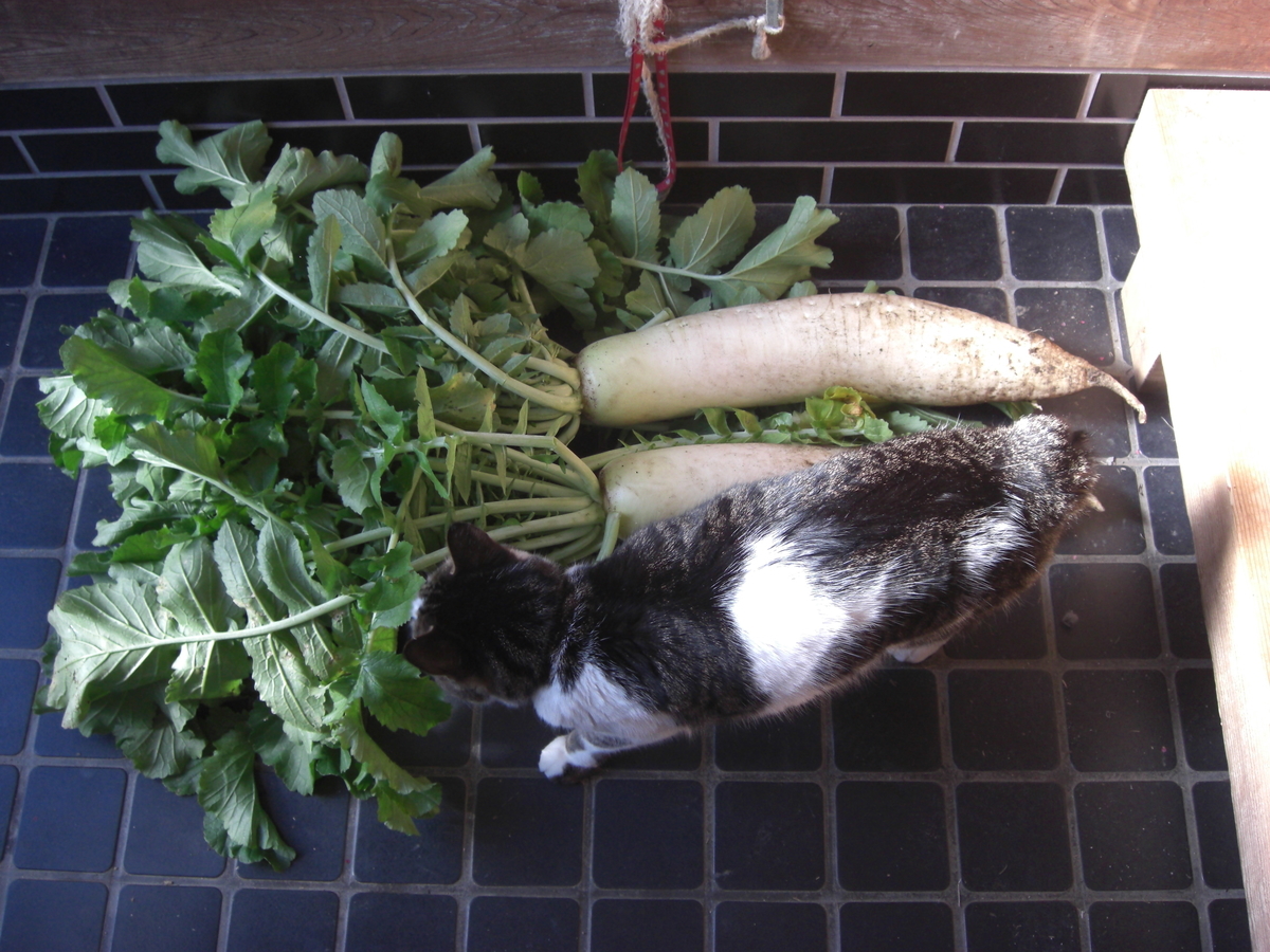 f:id:hanatanchobitan:20211227215341j:plain