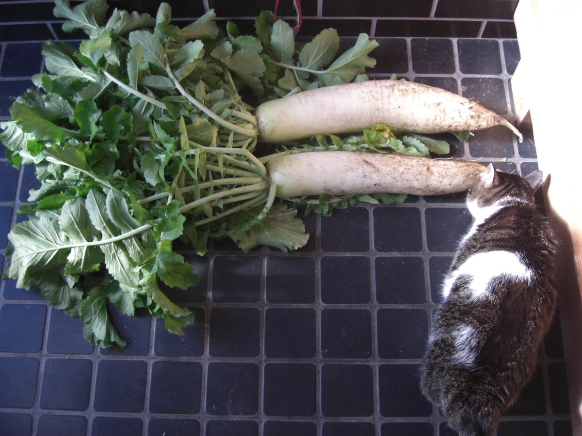 f:id:hanatanchobitan:20211227215419j:plain